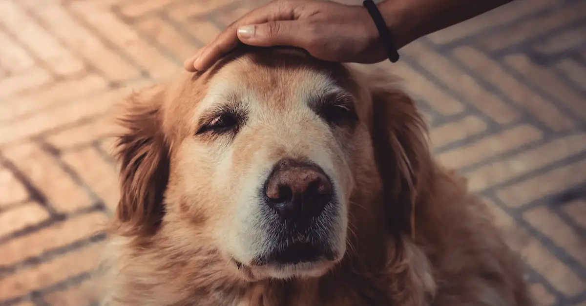 cão idoso recebendo carinho e cuidado