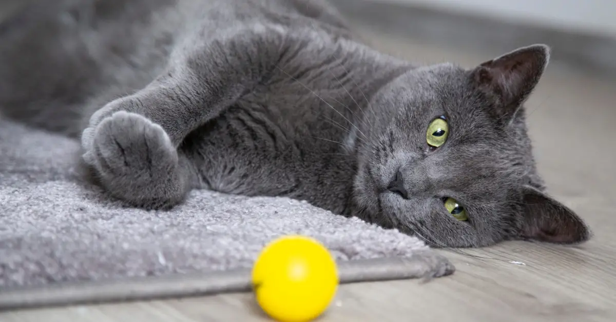 gato cinza brincando com bolinha