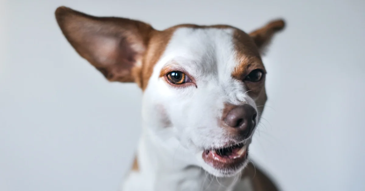5 Dicas para prevenir mordidas de cães