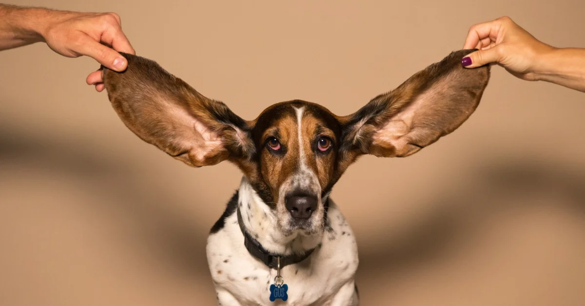 Como limpar as orelhas do seu cachorro e prevenir infecções