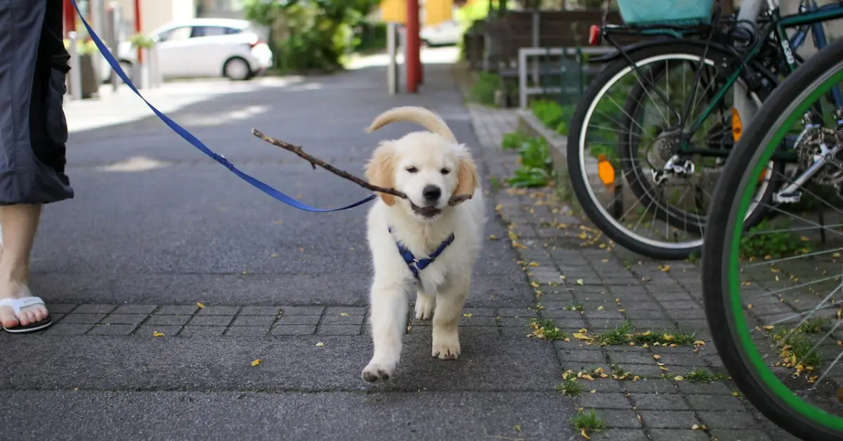 Passear com o cachorro: Dicas para tornar o passeio na melhor parte do dia