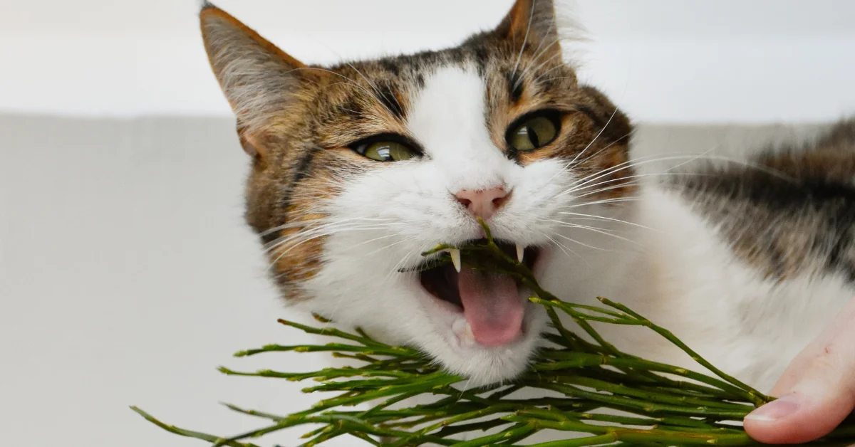 gato comendo grama verde