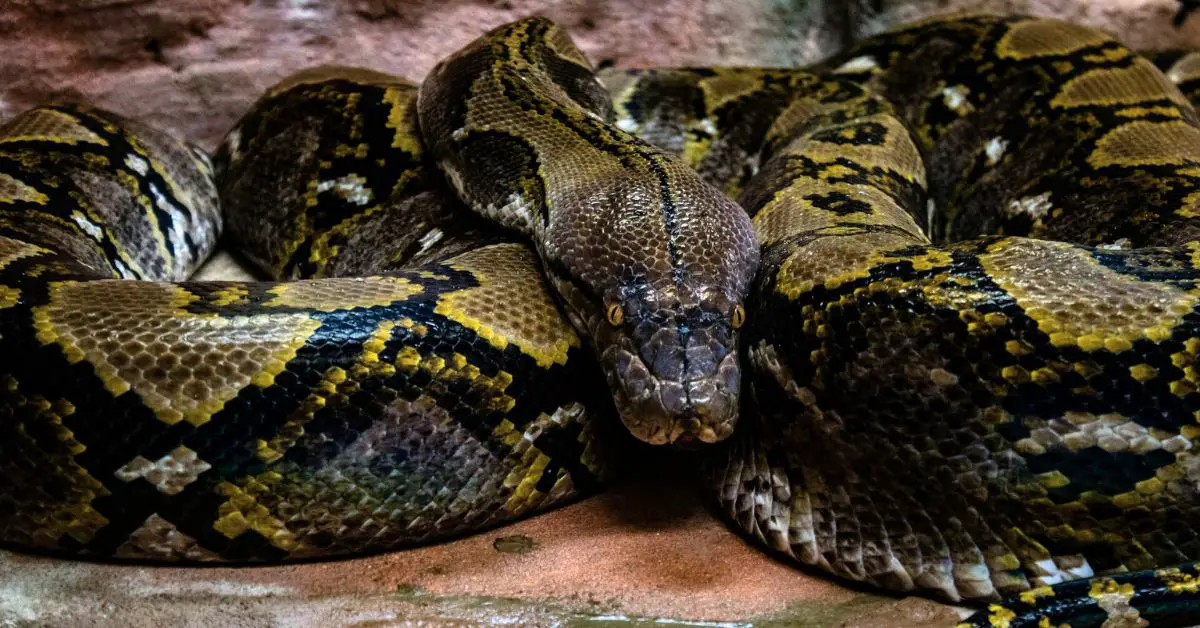 Maior cobra do mundo: Nova espécie de Sucuri é descoberta na Amazônia
