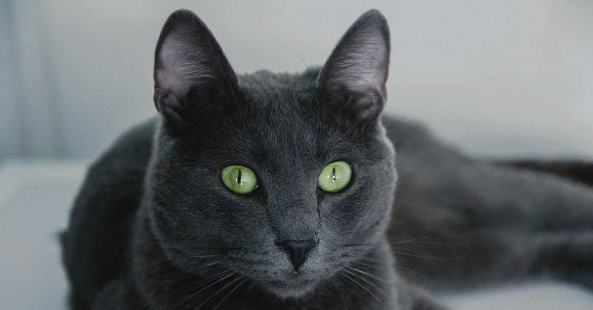 Gato cinza ou gato azul? Descubra a verdadeira cor dessa raça
