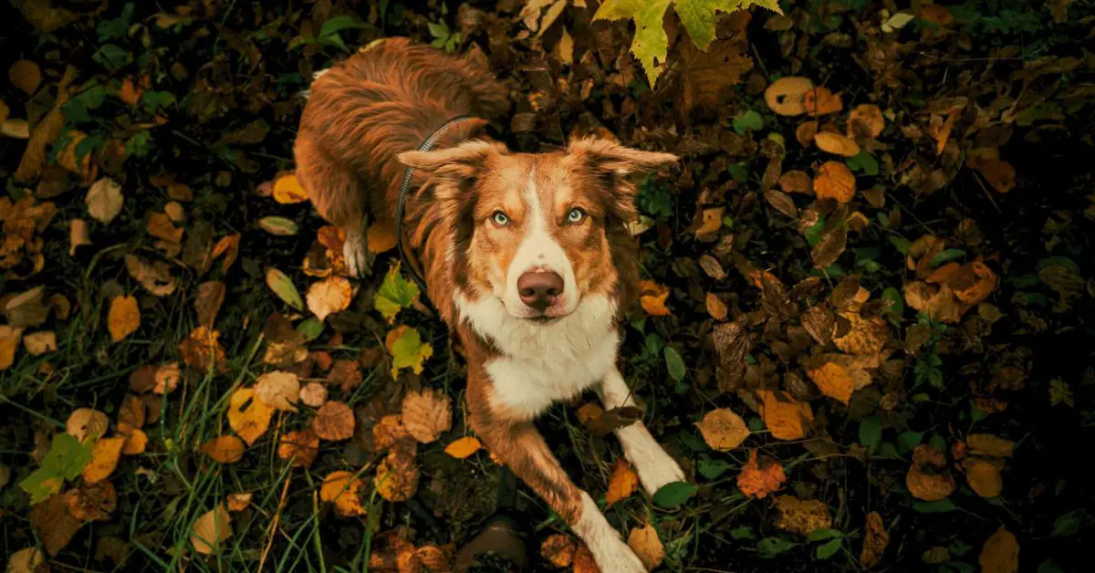 Cuidados com o cachorro durante o outono