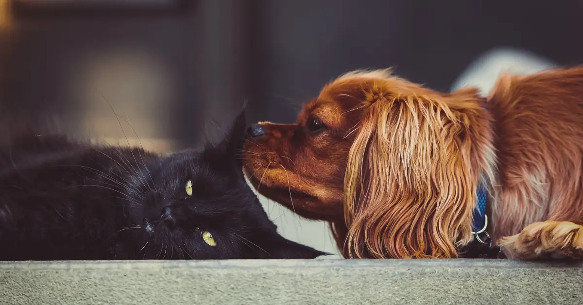 cachorro e gato, animais interagindo