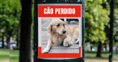 animal perdido cartaz em poste