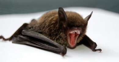 morcego-mostrando-dentes