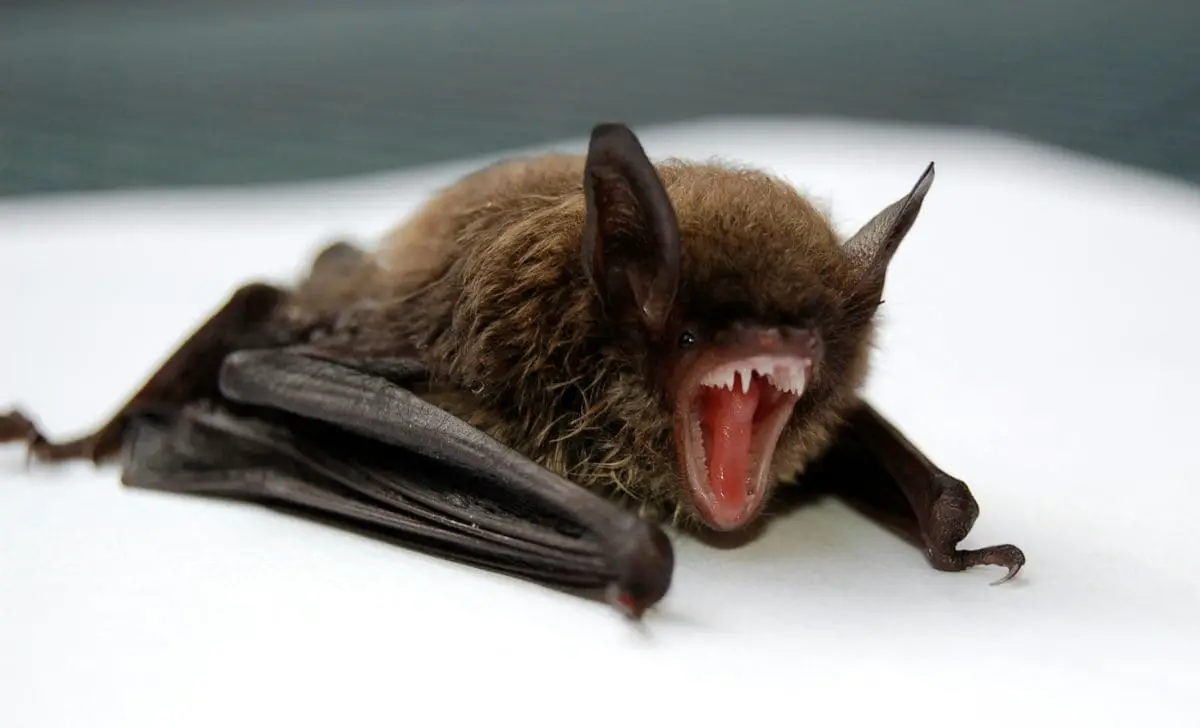 Como espantar morcegos da sua casa de forma segura e eficiente