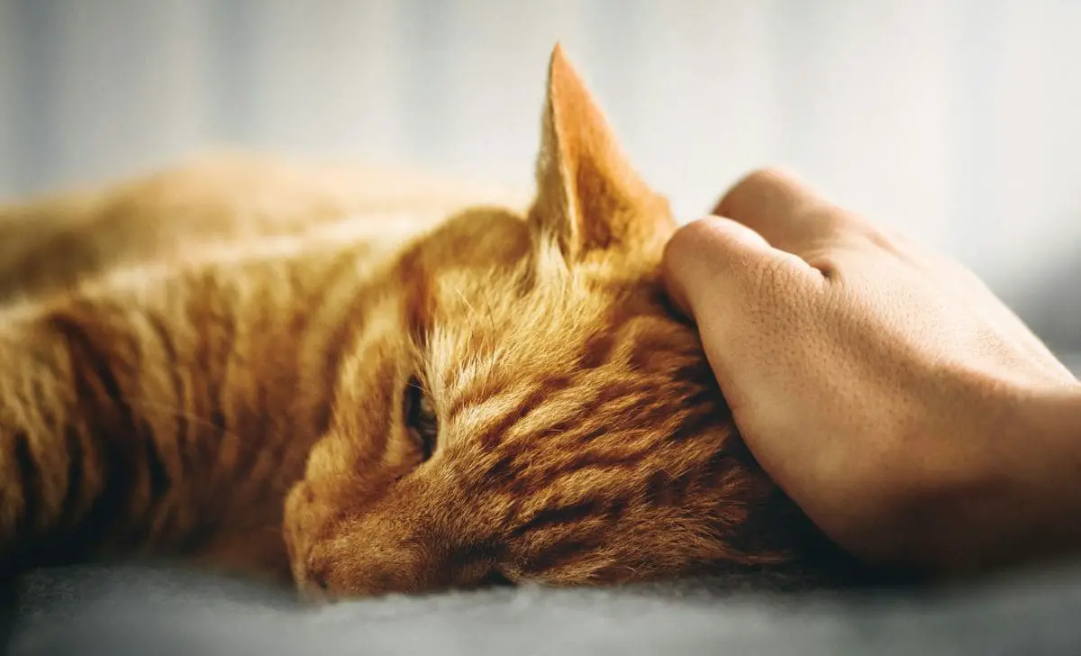 As 10 Doenças mais comuns em gatos: O que todo tutor deve saber