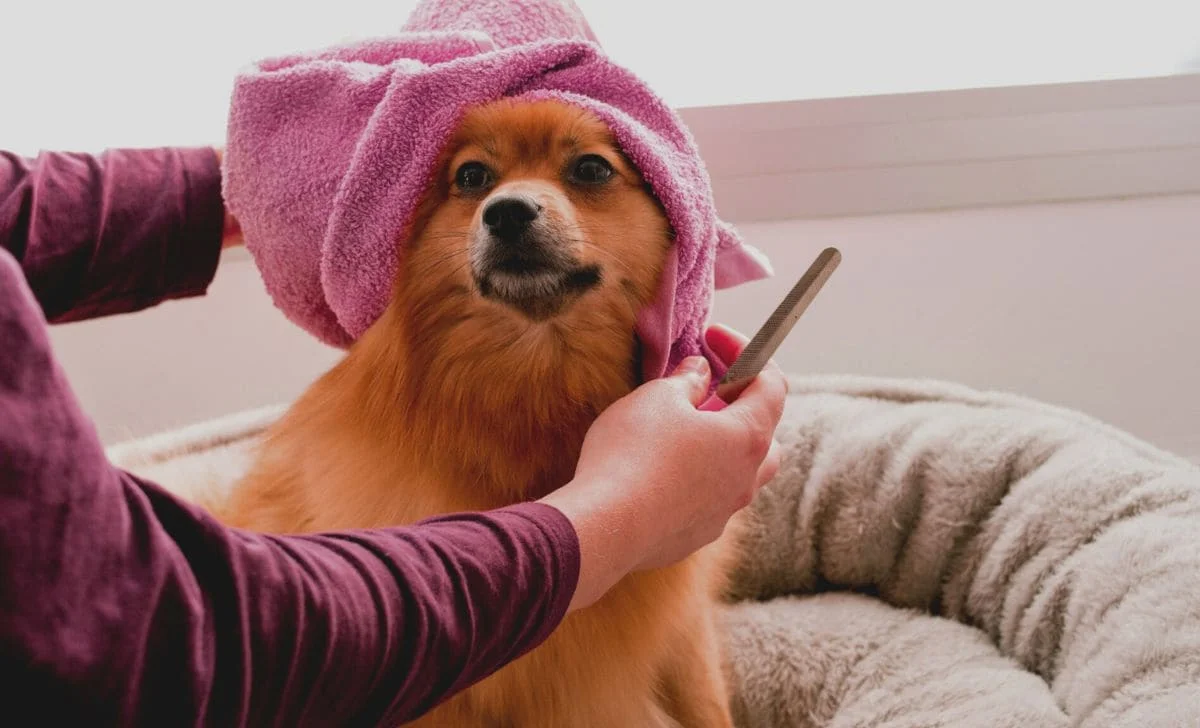 Guia completo: Como dar banho no cachorro em casa